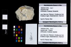 Foto (Objekt + Etikett) von Isopoda indet.  (NHMW-GEO-1990-0041-2780)